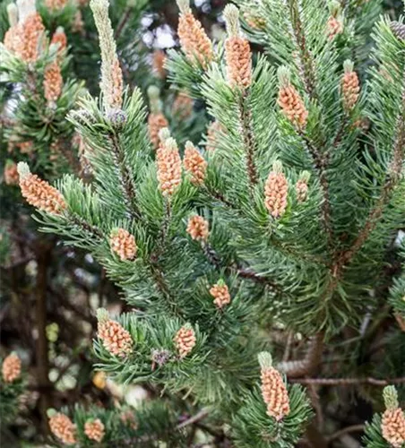 Pinus mugo mughus