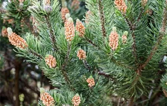 Pinus mugo mughus Pinus mugo mughus