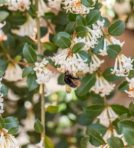 Osmanthus burkwoodii