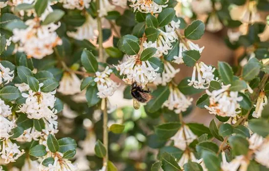 Osmanthus burkwoodii