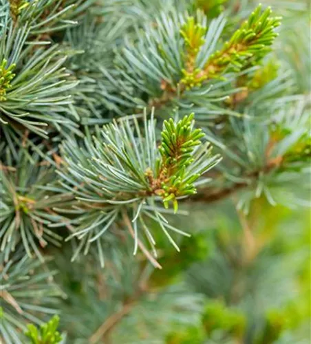 Pinus parviflora 'Negishi'