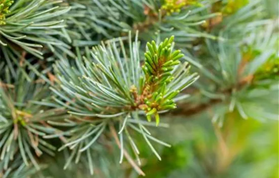 Pinus parviflora 'Negishi'