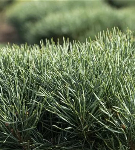 Pinus sylvestris 'Watereri'