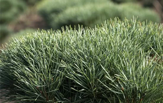 Pinus sylvestris 'Watereri' Pinus sylvestris 'Watereri'