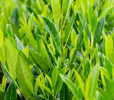 Prunus lauroc.'Caucasica'