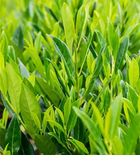 Prunus lauroc.'Caucasica'