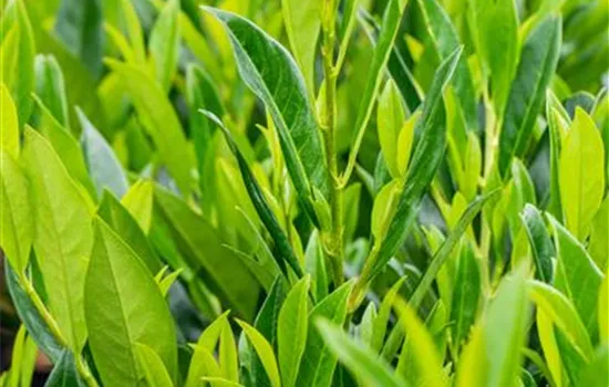 Prunus lauroc.'Caucasica'