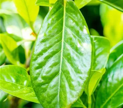 Prunus lauroc.'Novita'