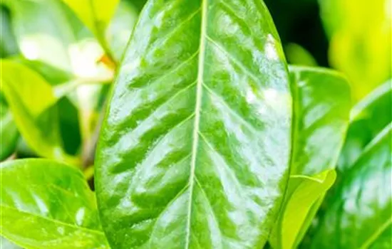 Prunus lauroc.'Novita'