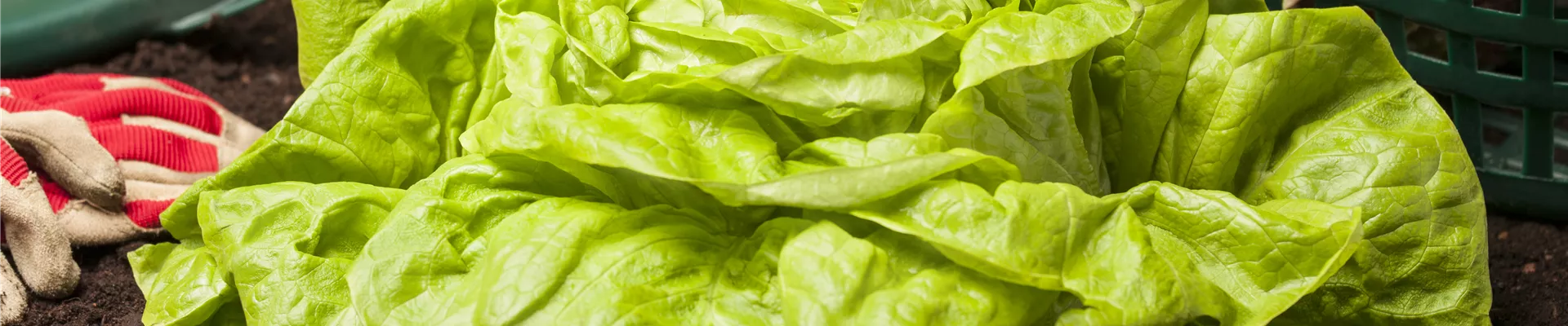 Lactuca sativa var. capitata Lactuca sativa var. capitata