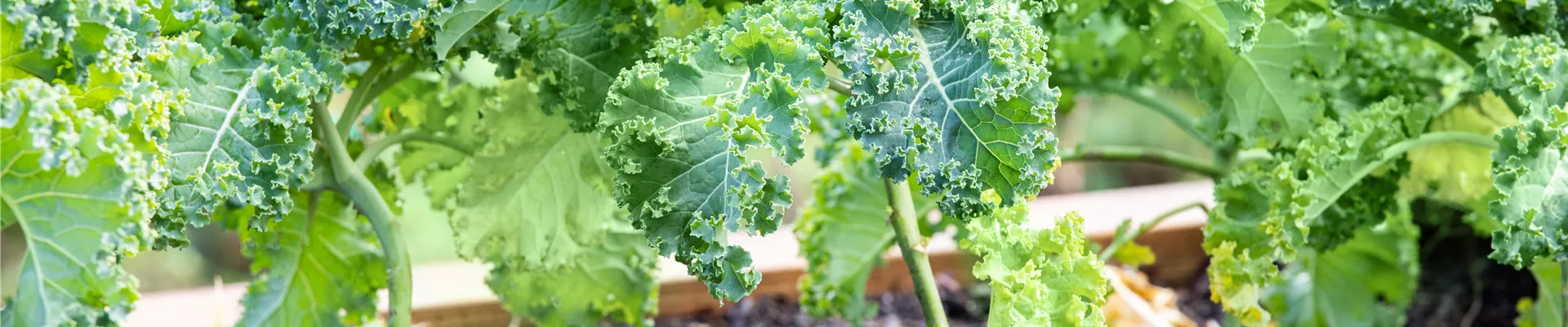 Brassica oleracea var. sabellica Brassica oleracea var. sabellica