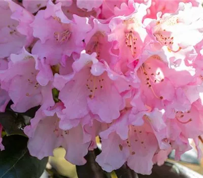 Rhododendron yak.'Kalinka' I Rhododendron yak.'Kalinka' I