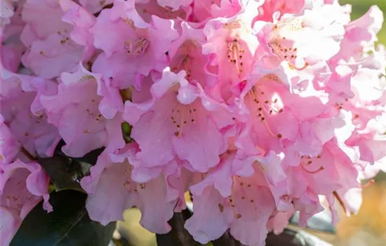Rhododendron yak.'Kalinka' I Rhododendron yak.'Kalinka' I