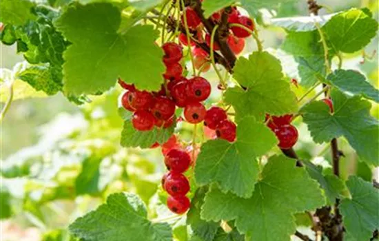 Ribes rubrum 'Heinem.Rote Spätlese' CAC II Ribes rubrum 'Heinem.Rote Spätlese' CAC II