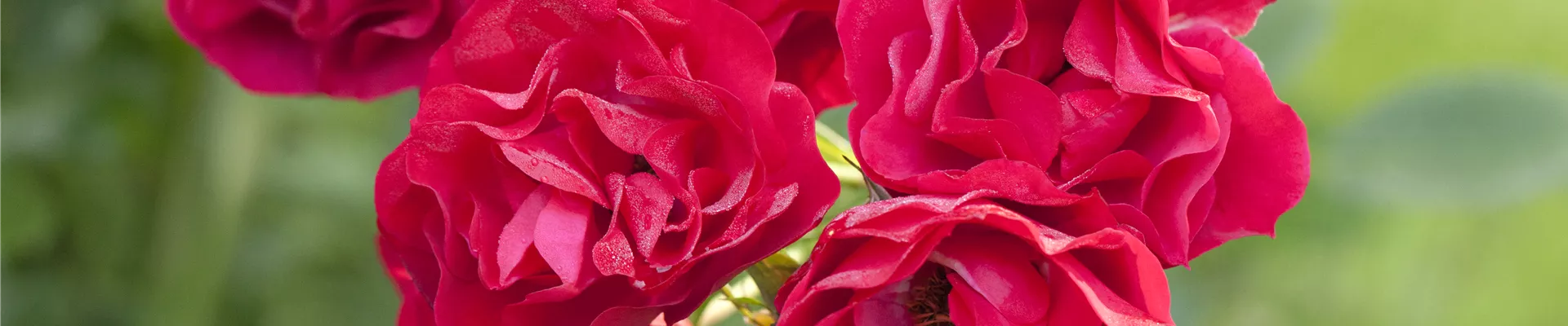 Strauchrose, rot Strauchrose, rot