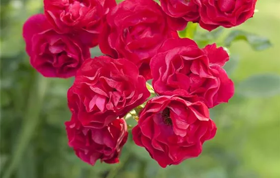 Die richtige Pflanzung und Pflege von Strauchrosen Die richtige Pflanzung und Pflege von Strauchrosen