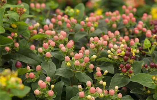 Hypericum inodorum 'Miracle Blossom' Hypericum inodorum 'Miracle Blossom'