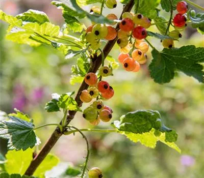 Ribes rubrum 'Rolan' CAC II Ribes rubrum 'Rolan' CAC II