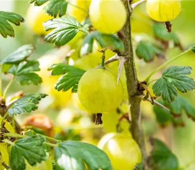 Ribes uva-crispa 'Invicta' CAC II Ribes uva-crispa 'Invicta' CAC II