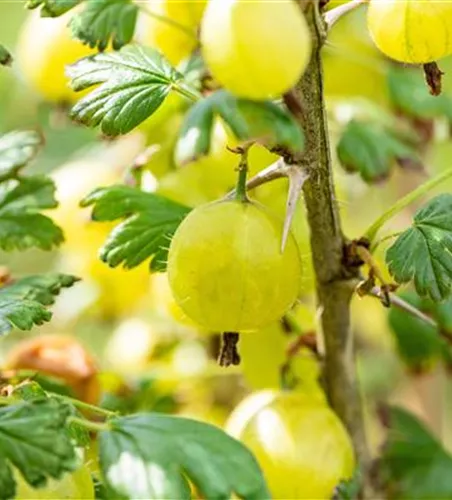 Ribes uva-crispa 'Invicta' CAC II