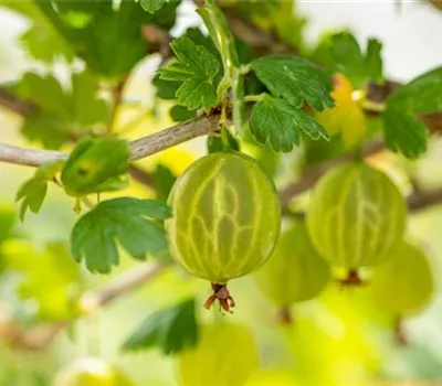 Ribes uva-crispa 'Mucurines' CAC II Ribes uva-crispa 'Mucurines' CAC II