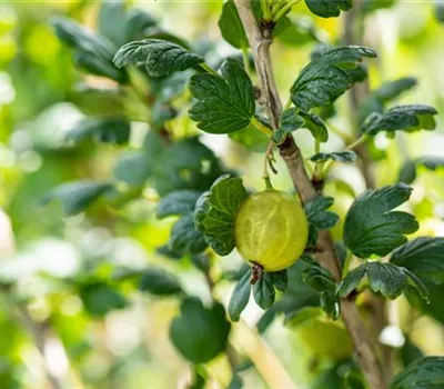 Ribes uva-crispa 'Tatjana' CAC Ribes uva-crispa 'Tatjana' CAC