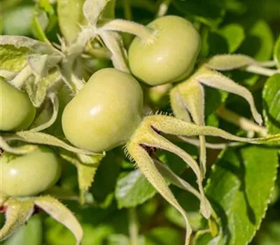 Rosa rugosa alba Rosa rugosa alba