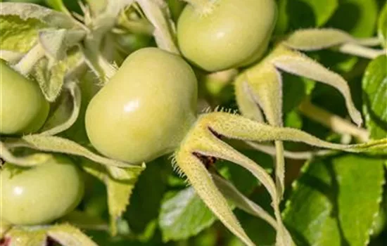 Rosa rugosa alba Rosa rugosa alba
