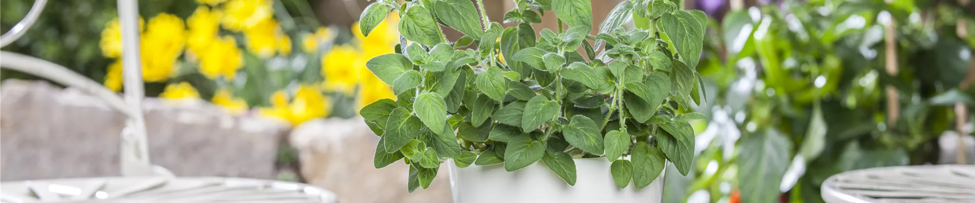 Melissa officinalis Melissa officinalis