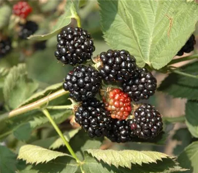 Rubus frut.'Black Satin' CAC Rubus frut.'Black Satin' CAC