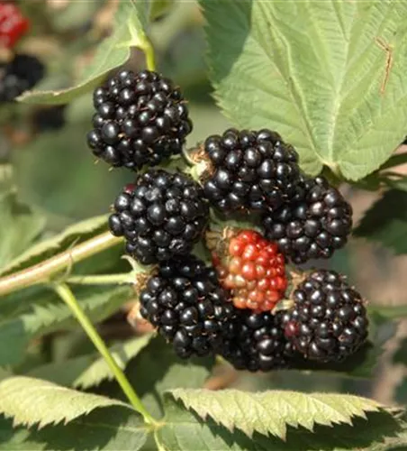 Rubus frut.'Black Satin' CAC