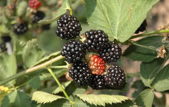 Rubus frut.'Black Satin' CAC Rubus frut.'Black Satin' CAC