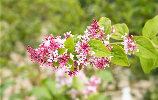 Syringa microphylla 'Superba'