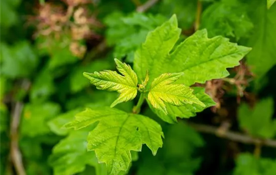 Viburnum opulus 'Roseum'