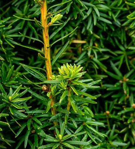 Taxus baccata 'David'