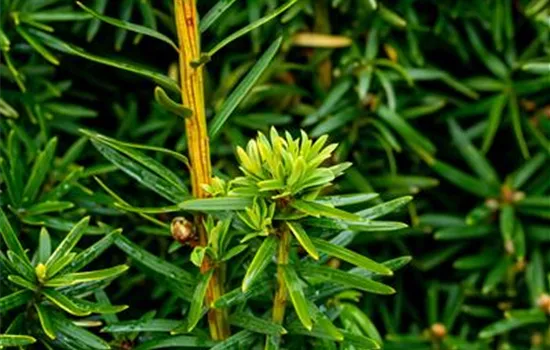 Taxus baccata 'David'
