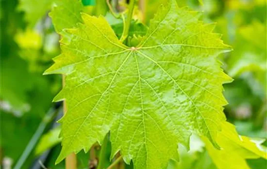 Vitis 'Muscat bleu' II
