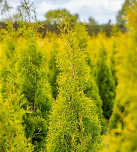 Thuja occidentalis 'Golden Smaragd' -R-