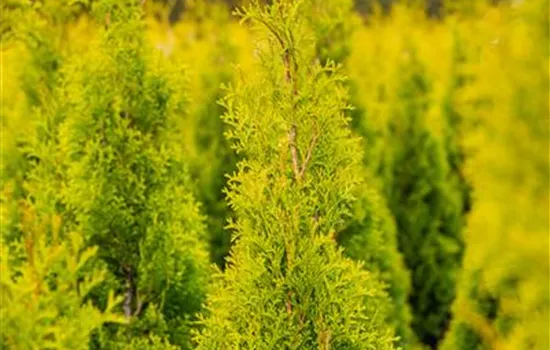 Thuja occidentalis 'Golden Smaragd' -R- Thuja occidentalis 'Golden Smaragd' -R-