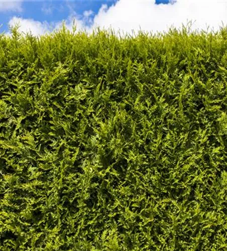 Thuja occidentalis 'Smaragd'