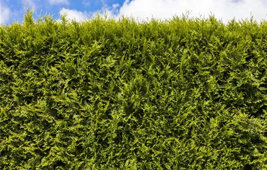 Thuja occidentalis 'Smaragd' Thuja occidentalis 'Smaragd'