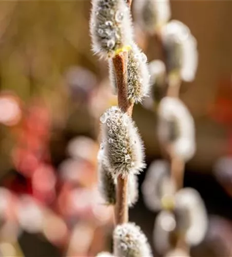 Salix caprea