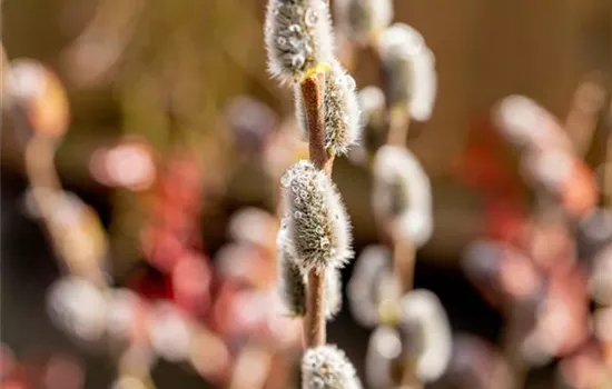 Salix caprea