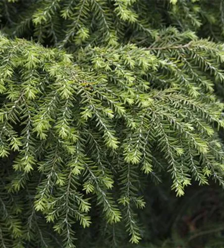 Tsuga canadensis 'Jeddeloh'