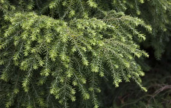 Tsuga canadensis 'Jeddeloh'