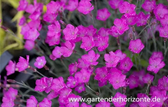 Pfingst-Nelke Pfingst-Nelke