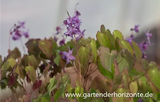 Großblütige Garten-Elfenblume 'Lilafee' Großblütige Garten-Elfenblume 'Lilafee'