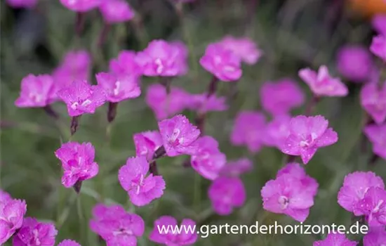Pfingstnelke 'Blauigel' Pfingstnelke 'Blauigel'