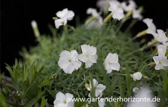 Pfingst-Nelke Pfingst-Nelke