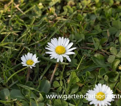 Bellis perennis Bellis perennis